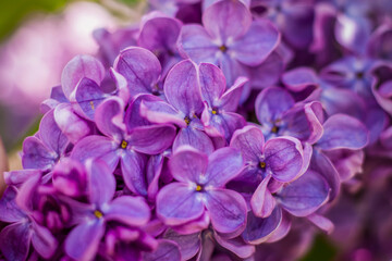 Beautiful and fragrant lilac in the garden. A close-up with a copy of the space, shot on a macro with a background blur for the wallpaper as the background. Natural wallpaper. Selective focus.