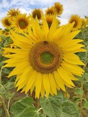 Fototapeta premium sunflower in the field