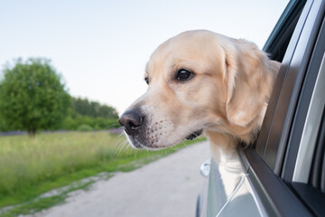 A happy dog travels in the summer by car. Golden Retriever looking out the car window on a sunny day. A car trip with a pet.