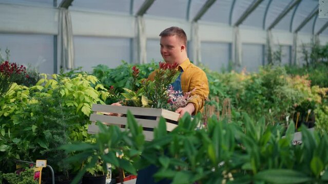 Young man with Down syndrome working in garden centre, carrying crate with plants.