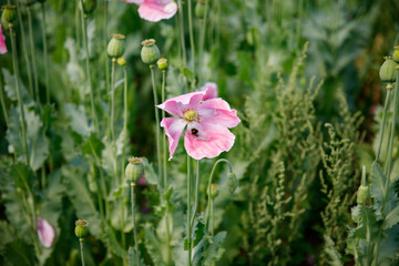 Panorama of a field of rose corn poppy. Beautiful landscape view on summer meadow. Germany.