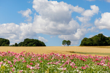 Panorama of a field of rose corn poppy. Beautiful landscape view on summer meadow. Germany.