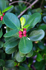 Curtain fig, or Ficus microcarpa plant leaves and fruit
