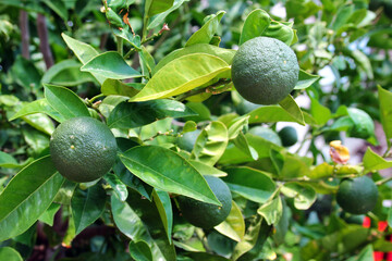 Unripe green oranges on a tree