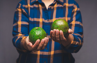 Close-up of hands holding avocados whole and two avocados while standing on a gray background
