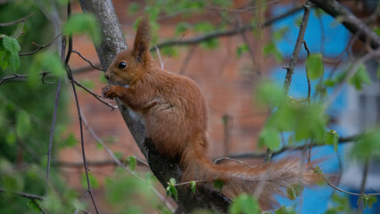 Naklejka na ściany i meble squirrel on the tree