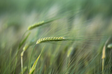 Still green ears of wheat ripens on fertility soil.