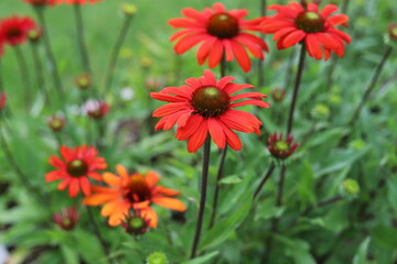 Echinacea purpurea. Flower plant commonly known as coneflower.