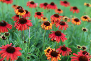 Echinacea purpurea. Flower plant commonly known as coneflower.
