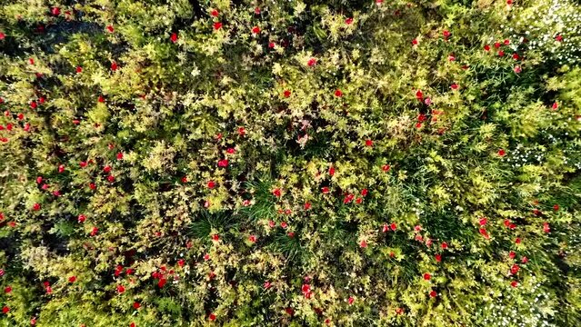 Aerial view of green meadow with red poppies