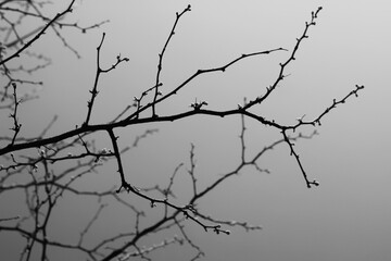 Fototapeta na wymiar Bare tree branches growing against the overcast skies.