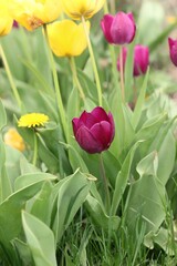 red and yellow tulips