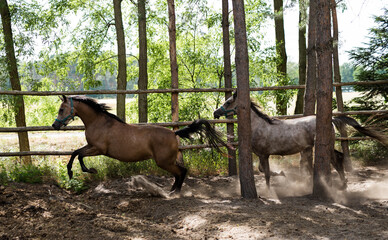 biegnące klacze konia arabskiego