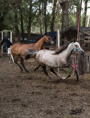biegnące klacze konia arabskiego