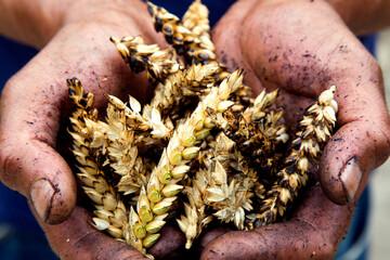 Agriculture. The problem of world fires. Economic crisis. Farmer's hands with wheat after the fire....
