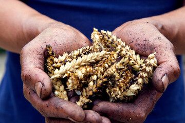 Agriculture. The problem of world fires. Economic crisis. Farmer's hands with wheat after the fire....