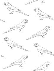 Vector seamless pattern of hand drawn sketch doodle Indian ringneck parrot isolated on white background