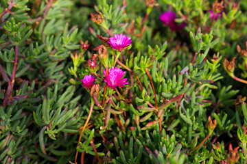 Delosperma cooperi plants in the garden