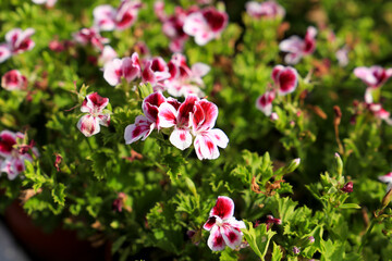 Scented Geranium Pelargonium Crispum plants
