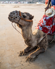 Camel lies on the beach, Morocco Africa