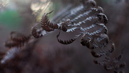 Macro de feuilles de fougère flétries, repliées sur elles-mêmes