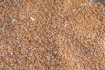 Background texture of a large pile of corn. Many grains of corn are covered with daylight.