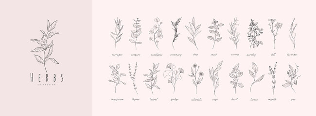 Vector hand drawn herbs and spices set. Vintage trendy botanical elements. Hand drawn line leaves branches and blooming. . Vector trendy - 516566877