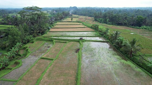 The rice crop has been harvested and fields stand empty, some are waterlogged, some have straw, windrow and stubble residue on them. Aerial view of cultivated land in upland of Bali