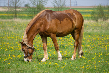 Naklejka na ściany i meble horse in the meadow