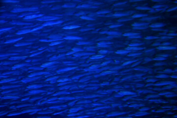 Fototapeta na wymiar Underwater photography with a herd of sardines as a motif. mage processed to dark azure blue texture. イワシの牛群、漆黒から紺碧色のテクスチャー。