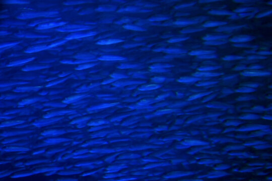 Underwater photography with a herd of sardines as a motif. mage processed to dark azure blue texture. イワシの牛群、漆黒から紺碧色のテクスチャー。