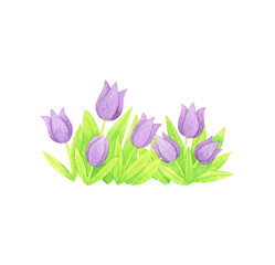 Obraz na płótnie Canvas A bed of blooming tulips. Lilac tulip flower. Watercolor clipart, hand drawn illustration of a bud and leaf