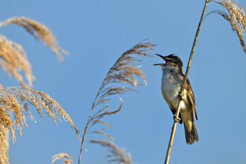 Great reed warbler // Drosselrohrsänger (Acrocephalus arundinaceus)