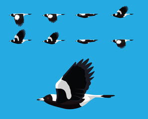 Bird Australian Magpie Flying Cartoon Vector Animation Frame