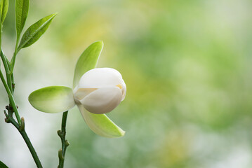 Magnolia coco flower on nature background.