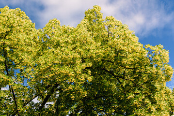 Fototapeta premium Blooming linden. Lime tree in bloom agaist blue sky. Blossoming basswood on sunny day. Selective focus.