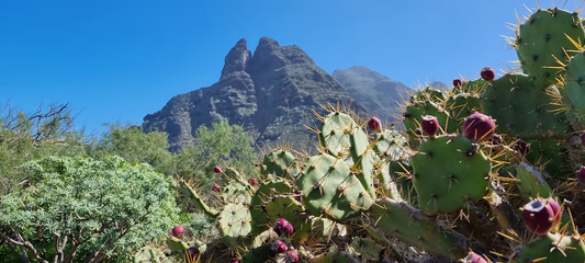 Roque Dos Hermanos, Punta del Hidalgo, Tenerife, Anaga, con flora autóctona, Tarajales, Tuneras, Pencas, Tabaiba - obrazy, fototapety, plakaty