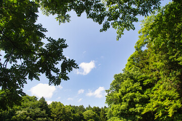 森の緑に囲まれる青空