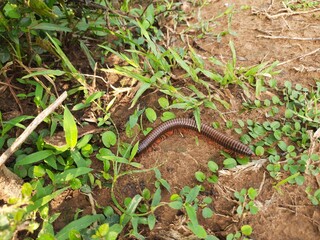 Millipede walking the field in rainy season. Red Millipedes. It is a spiral insect. It has many legs. These are known scientifically as the class Diplopoda. A  rain insects. 