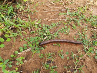Millipede walking the field in rainy season. Red Millipedes. It is a spiral insect. It has many legs. These are known scientifically as the class Diplopoda. A  rain insects. 