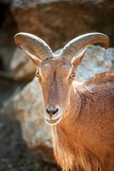 mouflon portrait