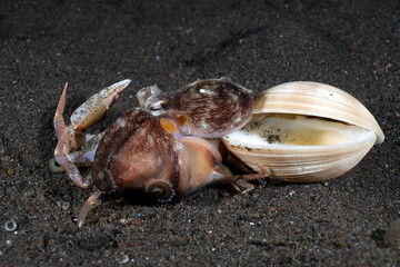 Coconut Octopus - Amphioctopus marginatus lives in a shell and feeds on a crab. Underwater world of Tulamben, Bali, Indonesia.