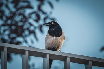 Magpie on a fence