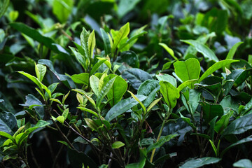 Fresh tea bud leaves.Tea plantations, darjeeling, West Bengal, India