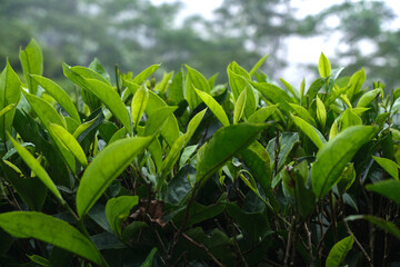 Fresh tea bud leaves.Tea plantations, darjeeling, West Bengal, India
