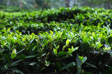 Fresh tea bud leaves.Tea plantations, darjeeling, West Bengal, India