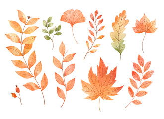 Vector watercolor Set of fall leaves, maple leaf, acorns, berries, spruce branch. Forest design elements. Hello Autumn illustrations. Perfect for seasonal advertisement, invitations, cards - 516572083