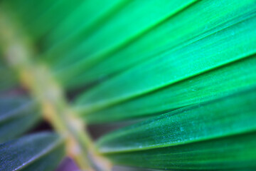 Close up image of palm tree leaf. Tropical and nature background