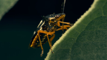 Black and yellow bed bug on a green leaf