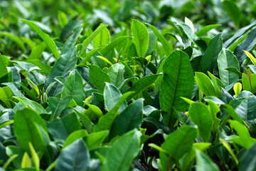 Fototapeta na wymiar Fresh tea bud leaves.Tea plantations, darjeeling, West Bengal, India